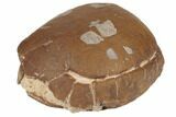 Inflated Fossil Tortoise (Stylemys) - South Dakota #192143-4
